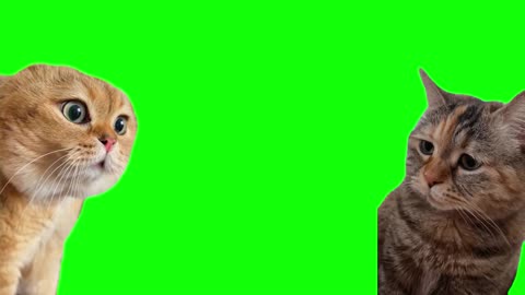 Green Screen Cat funny moments 😂