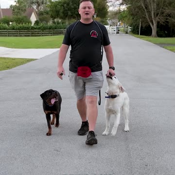 How to Get Your Dog or Puppy to Have the PERFECT Walk