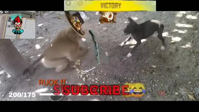 Monkey 🐒 vs Dog 🐕 | Monkey Fighting with Dog Funny Video