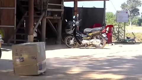 Funny animal videos with fun