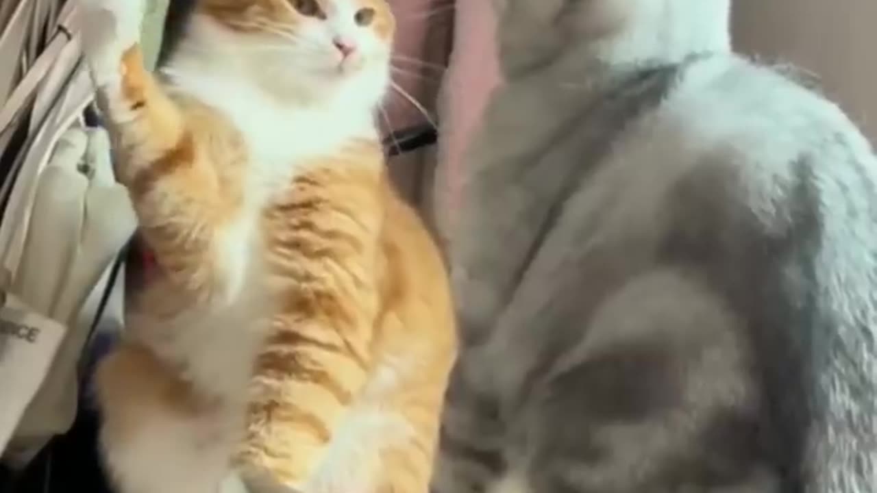 Cat Funny Video - Funny Moment - Cute Animal On Earth - Cutest Animal