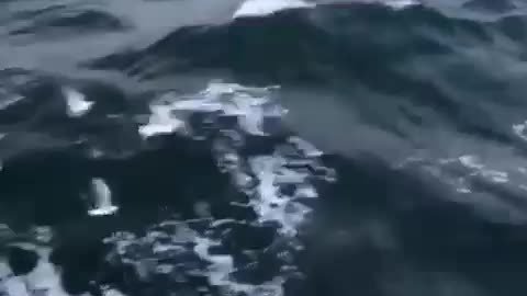 Seagulls in the Bosphorus Strait