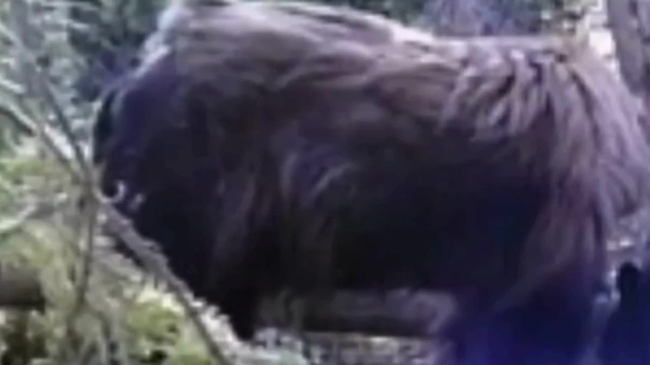 Cryptid Caught on Trail Cam Walking with Black Bear | #EnigmaCast