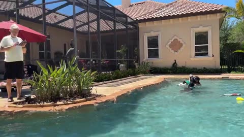 Three Great Dane girls love catching & fetching pool party fun