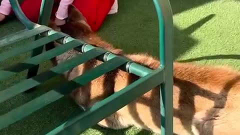 Cute husky baby