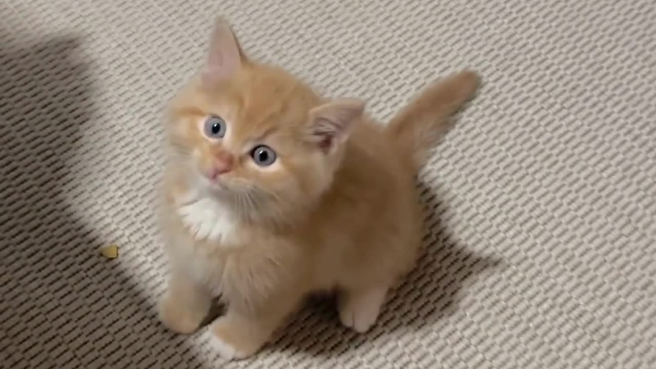 Cute And Funny Cats 😍😍😅😅