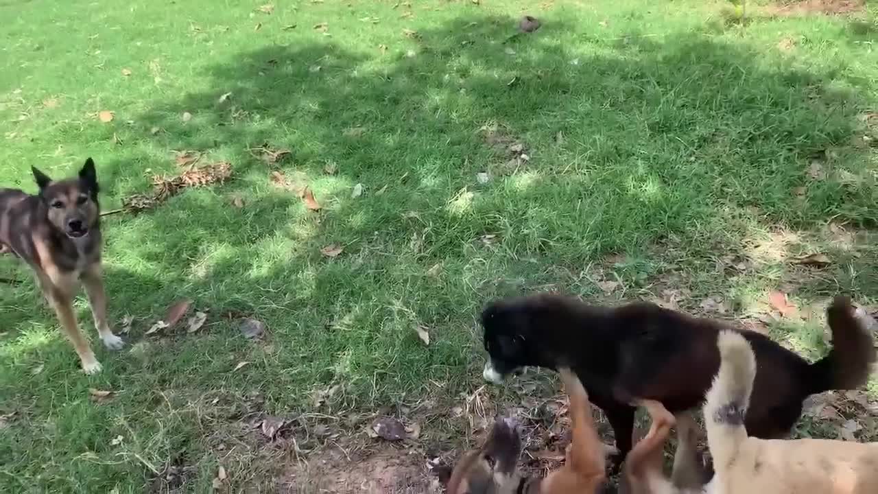 #fanfunnydogs #dogs #dogsfight Baby Brave Dog fights fighting minute of new 2022