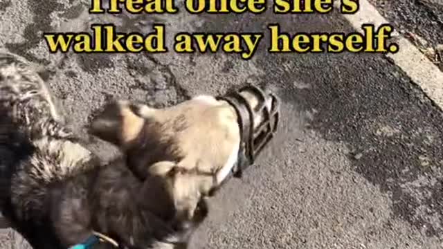 Leave it! Stop dogs chasing cats