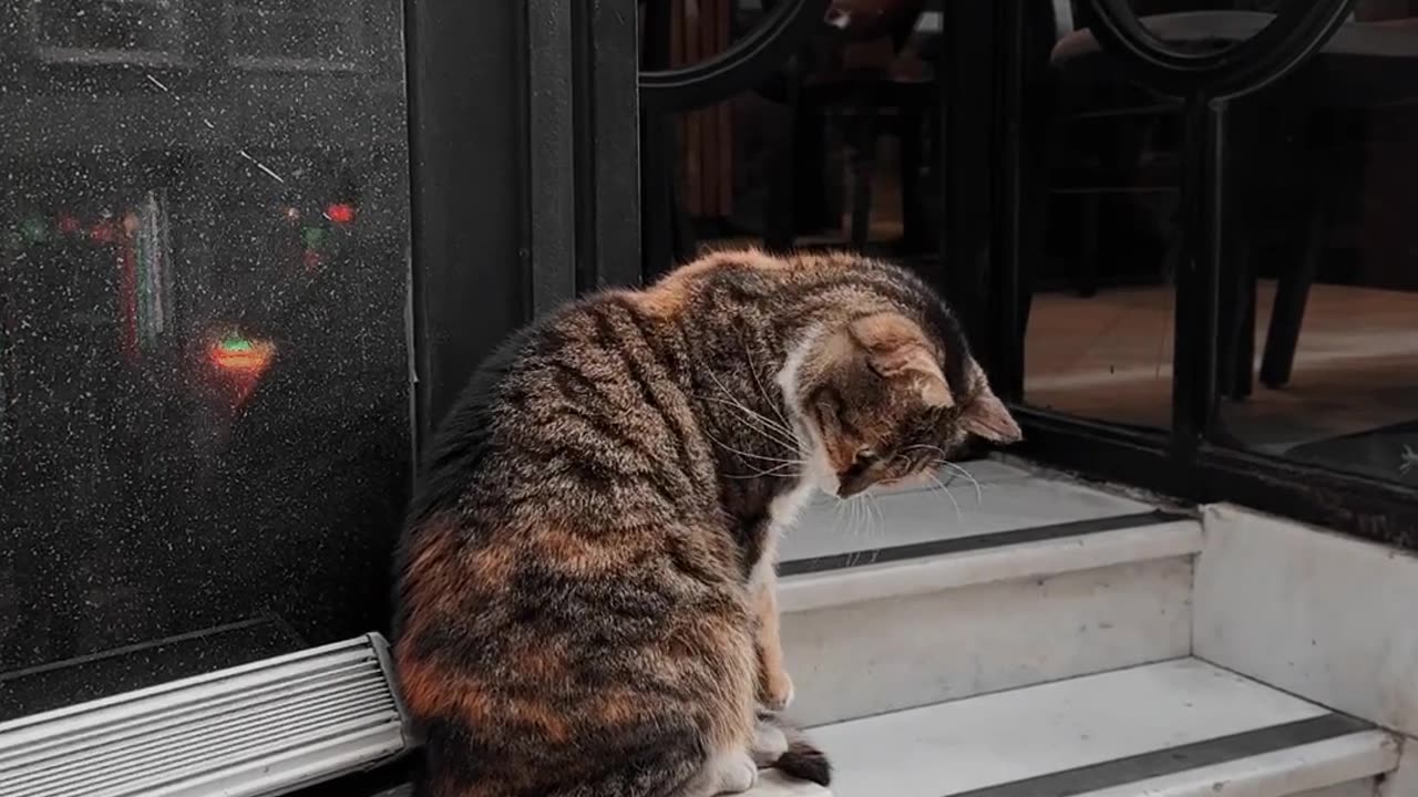cute cat