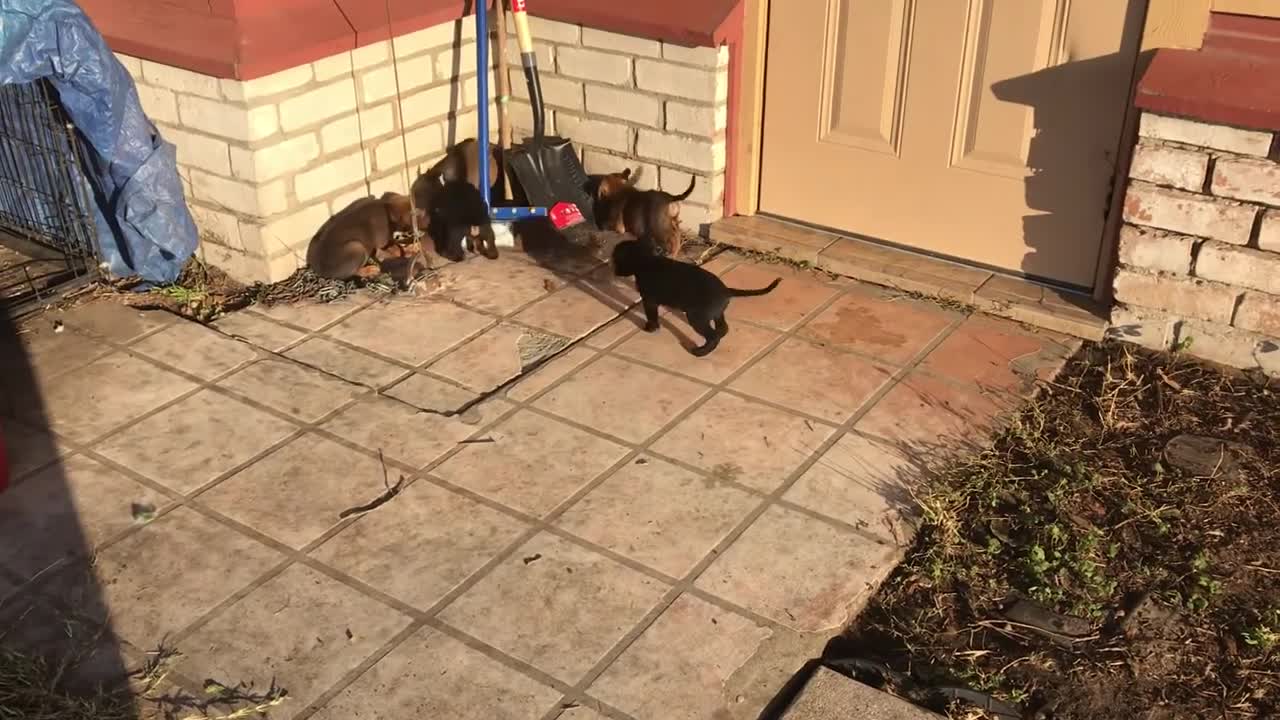 Seconds of Puppies