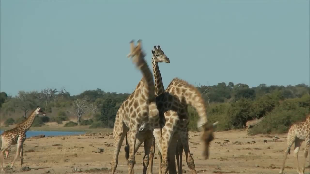 Baby_Giraff...Cute Animals