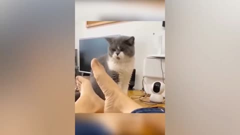 Watch this silly cat 😺