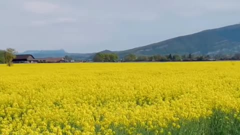 Bright cole flowers in a field are like carpets covering the ground.