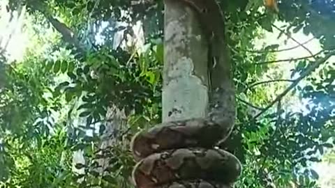 A Tree Climbing Snake?!?