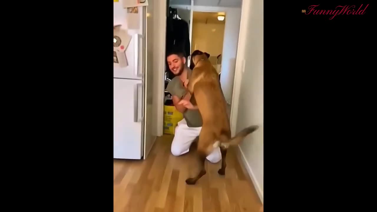 Funny Dog plays with cat