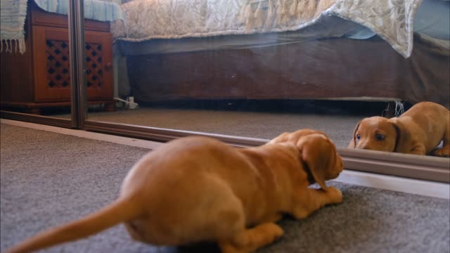 Small Dog Looking At The Mirror