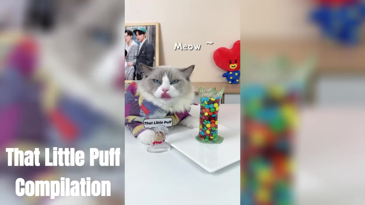 That Little Puff Compilation | Life Hacks Experiment Meow