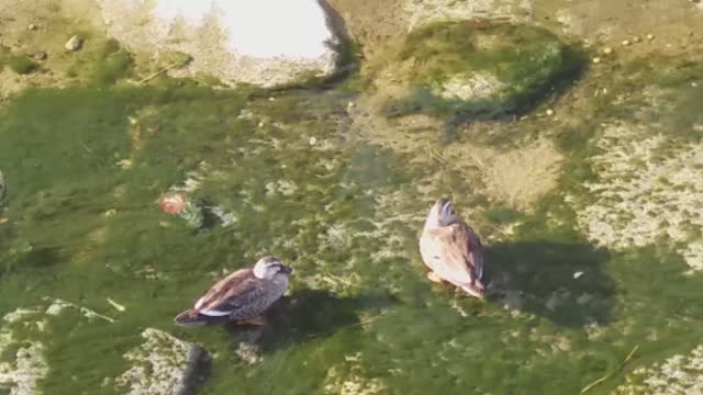 Anas zonorhyncha couple outing