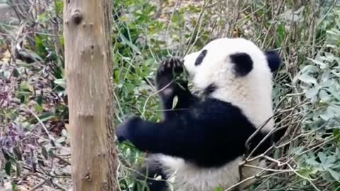 Xiong Bao, is this little tree fork easy to sit on