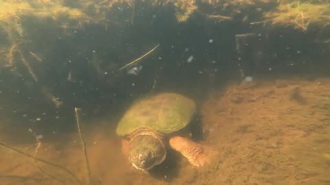 Snapping Turtle