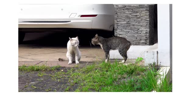 Cat singing or fighting