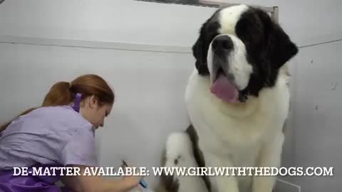 This St. Bernard is MASSIVE - 200lbs