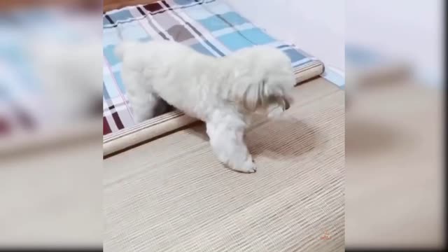 Cute Puppy Loving And Funny Things