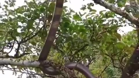 Wildlife in closer view with a natural perspective.