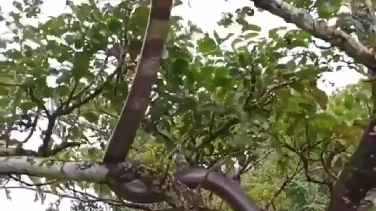 Wildlife in closer view with a natural perspective.