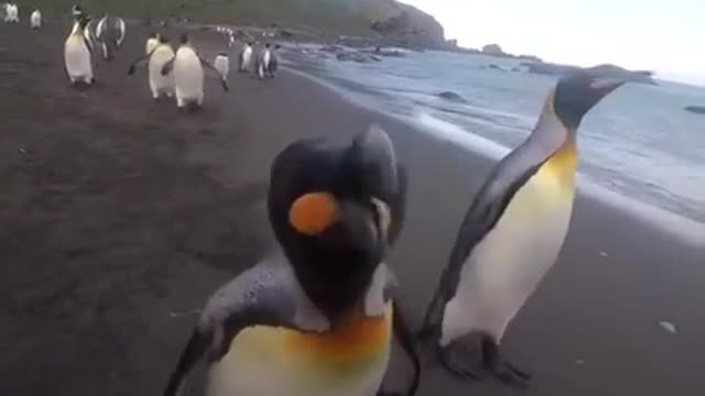 Naughty penguin