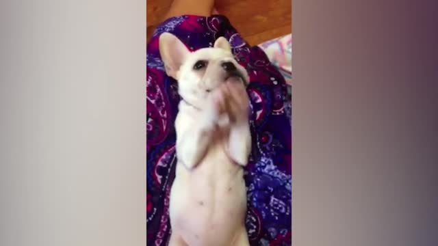 Cute French Bull Dog Claps Along To Song