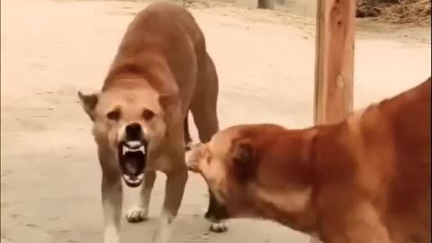 Mirror prank on street dogs 🐕