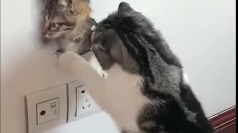 Cute and funny cat videos