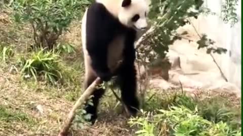 what are you doing, panda🐼