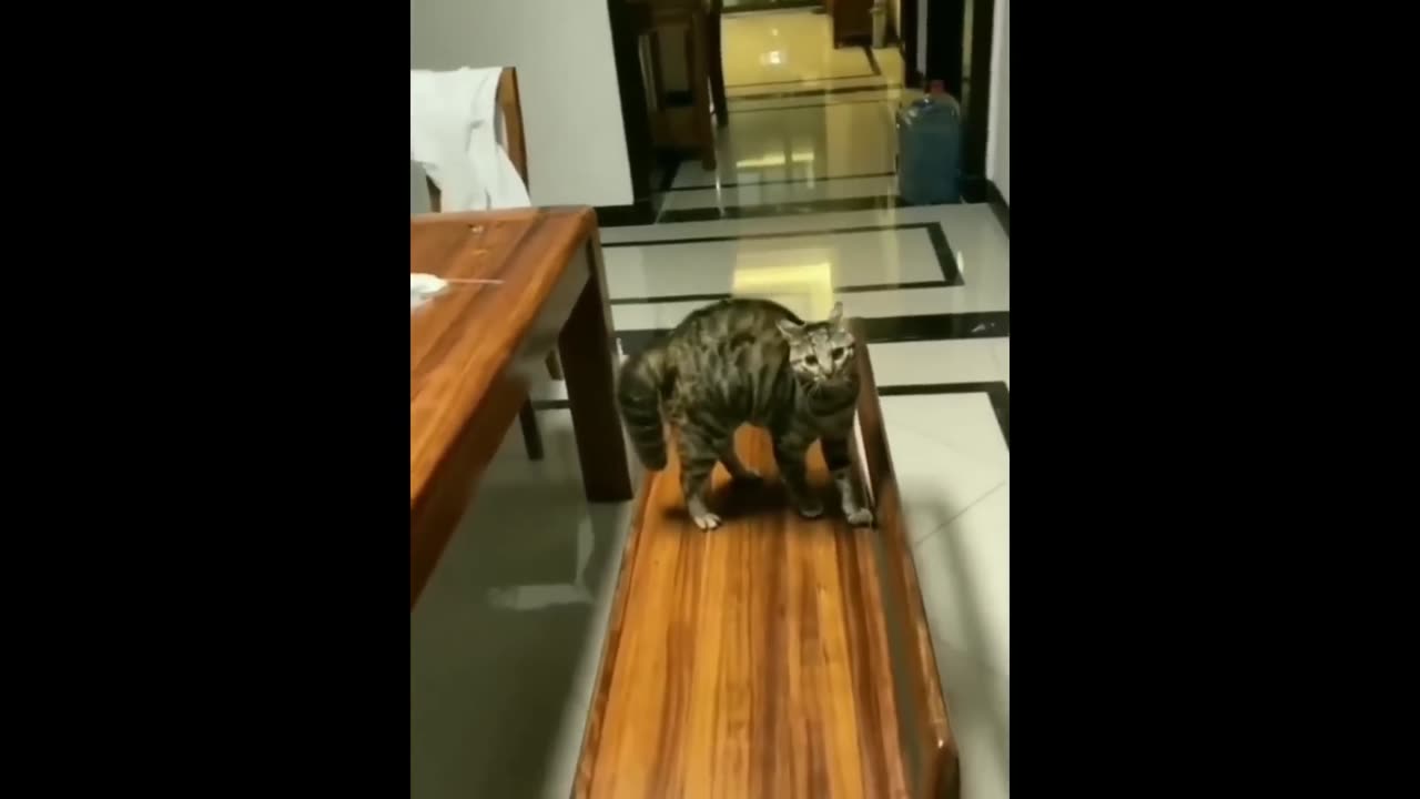 Funniest dogs and cats