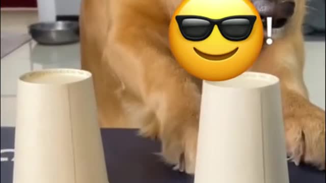 Amazing funny dog video