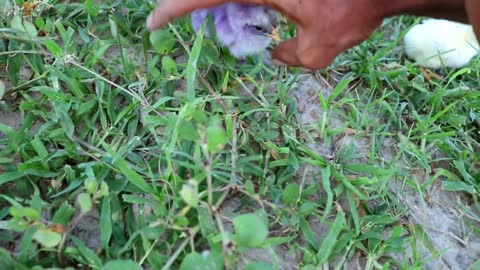 Finding Colorful Rainbow Chicks in field