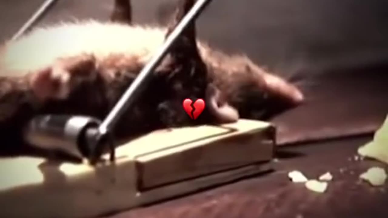 TOM AND JERRY IRL 😂