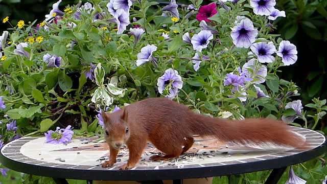 Squirrel in the garden