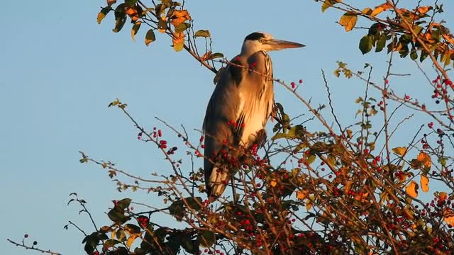 Gray Heron - 138824