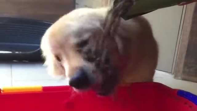 Funniest & Cutest Golden Retriever Puppies - 30 Minutes of Funny Puppy Videos 2021