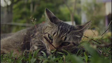 Best funny pet animals ever