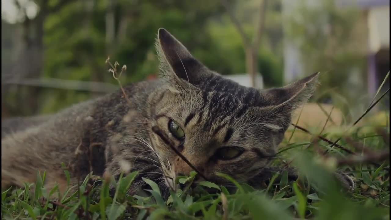Best funny pet animals ever