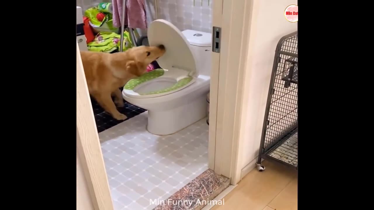 Funny animals