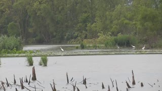 217 Toussaint Wildlife - Oak Harbor Ohio - Egret Convention