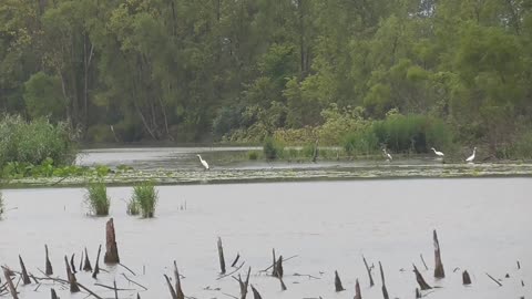 217 Toussaint Wildlife - Oak Harbor Ohio - Egret Convention