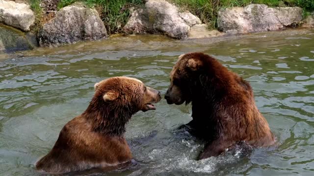 Bears playing around with one another in the water