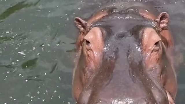 A hippopotamus that cannot live without water