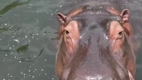 A hippopotamus that cannot live without water