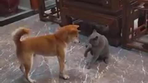 funny video of cat and dog 😁😁